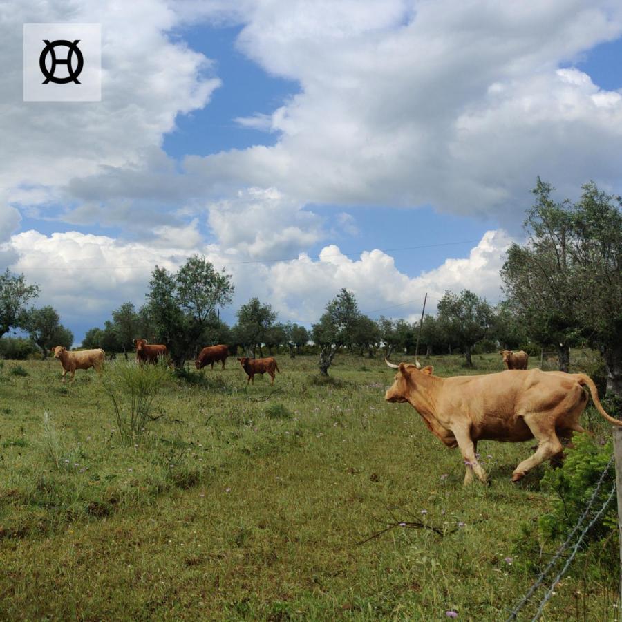 Herdade Da Ordem Cabeço de Vide Exterior foto